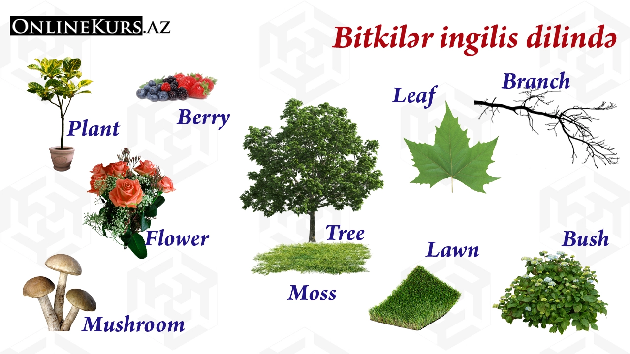 İngilis dilində bitki adları