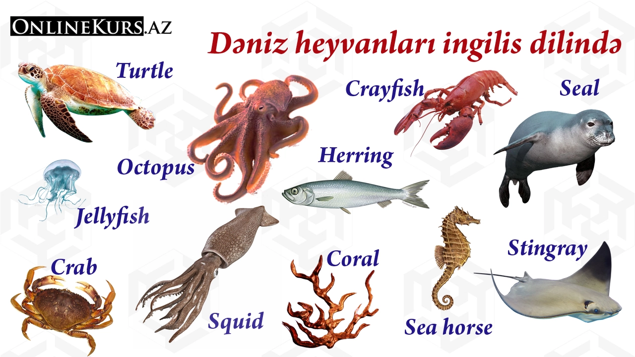 İngilis dilində Dəniz heyvanları