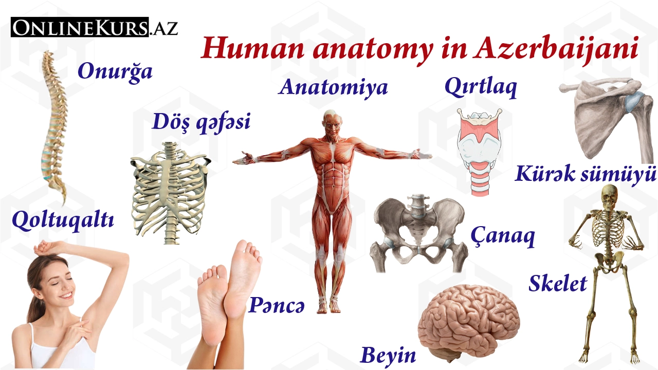 Anatomy in Azerbaijani