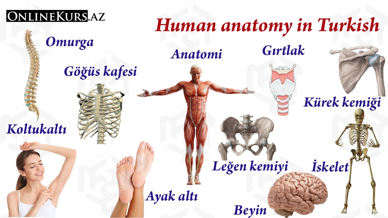 Anatomy in Turkish