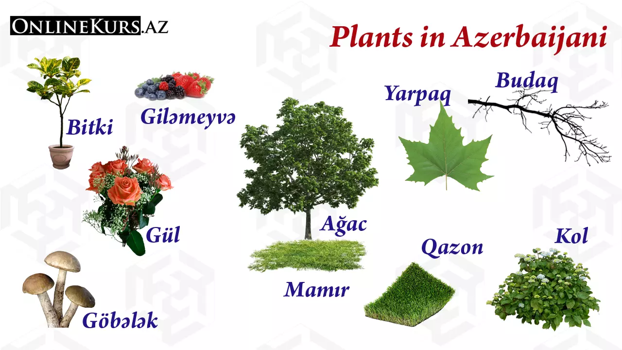 Names of the plants in the Azerbaijani language