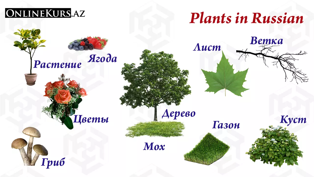 Plant names in Russian