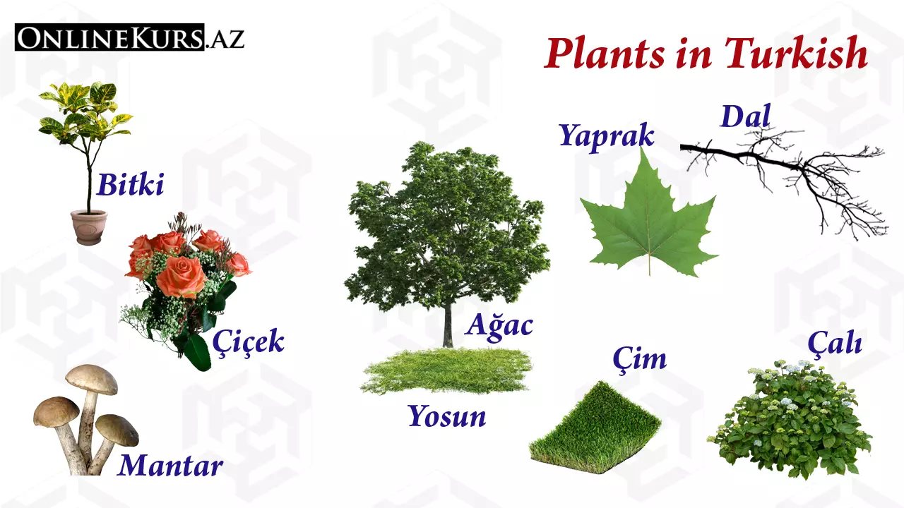 Names of the plants in Turkish