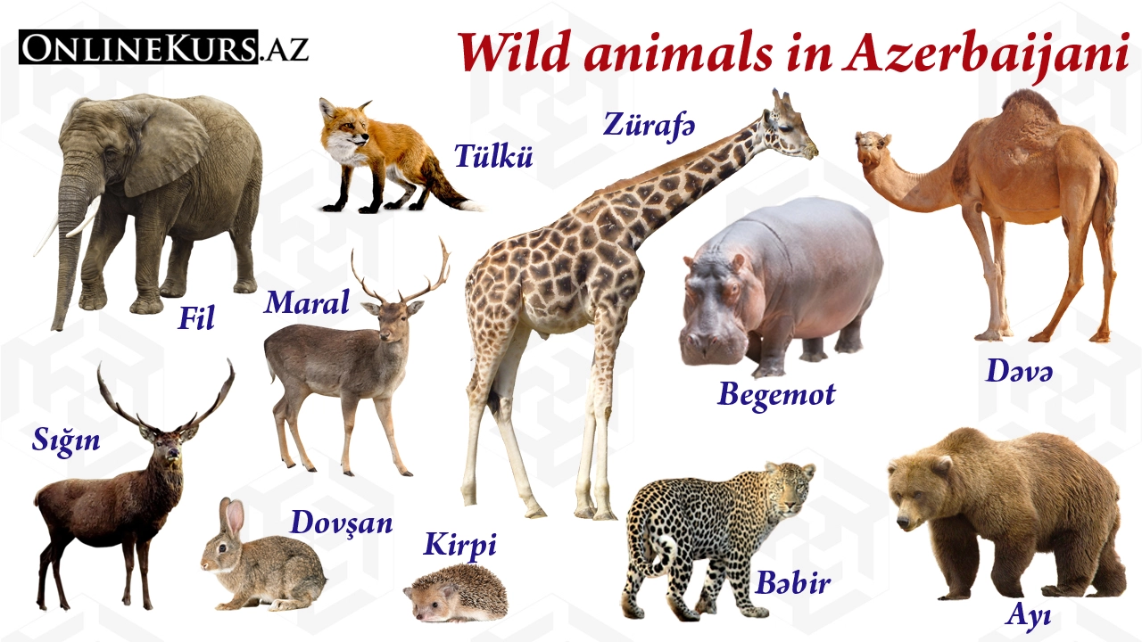 words on wild animals in Azerbaijani