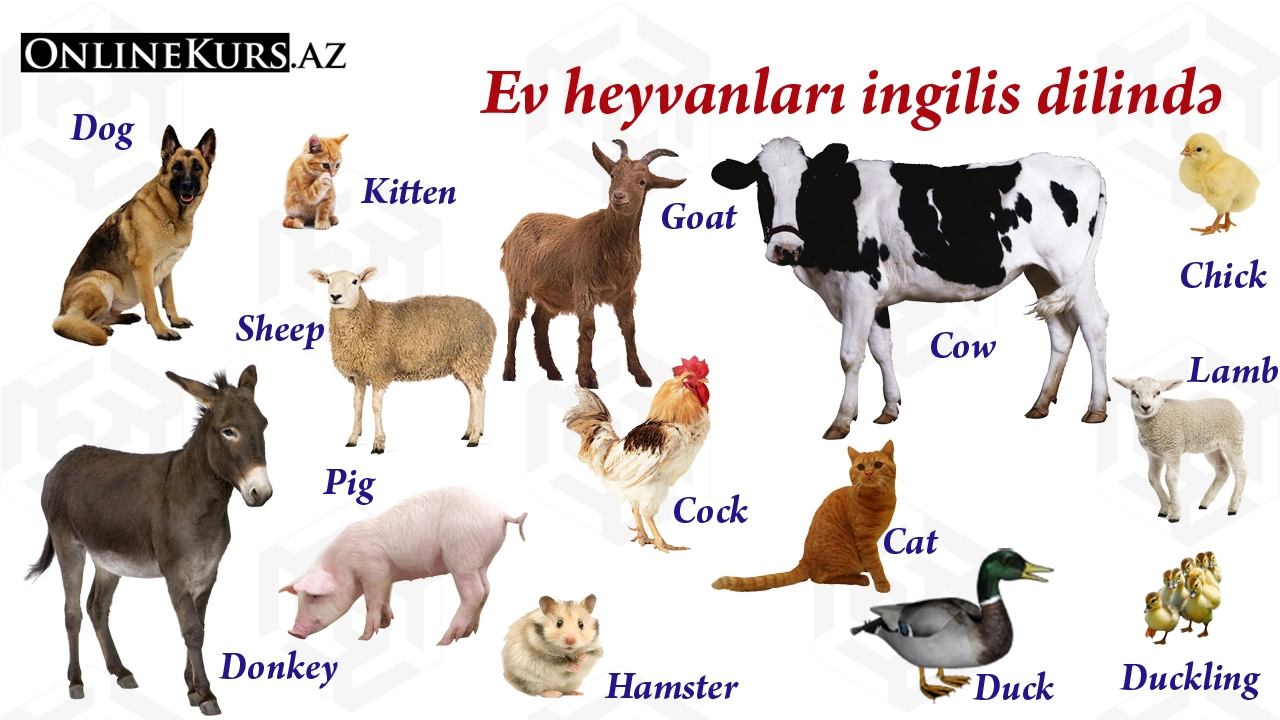 ev heyvanları ingiliscə