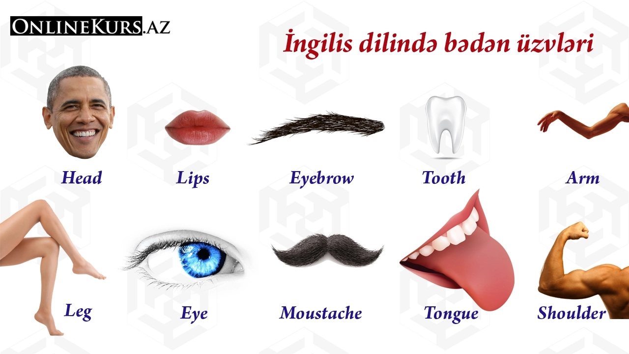 İngilis dilində bədən üzvləri