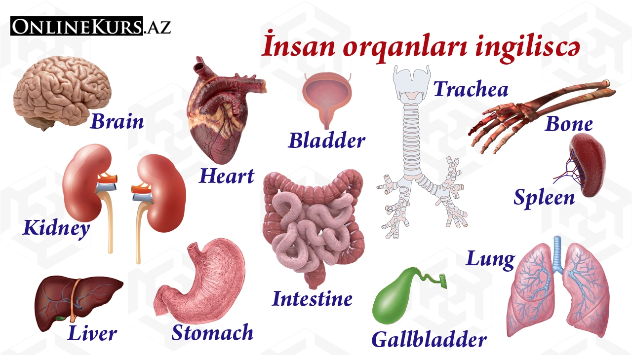 İnsan orqanları ingiliscə