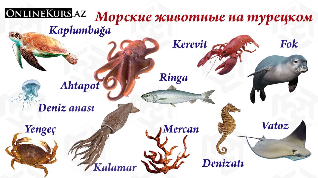 Названия морских обитателей на турецком языке