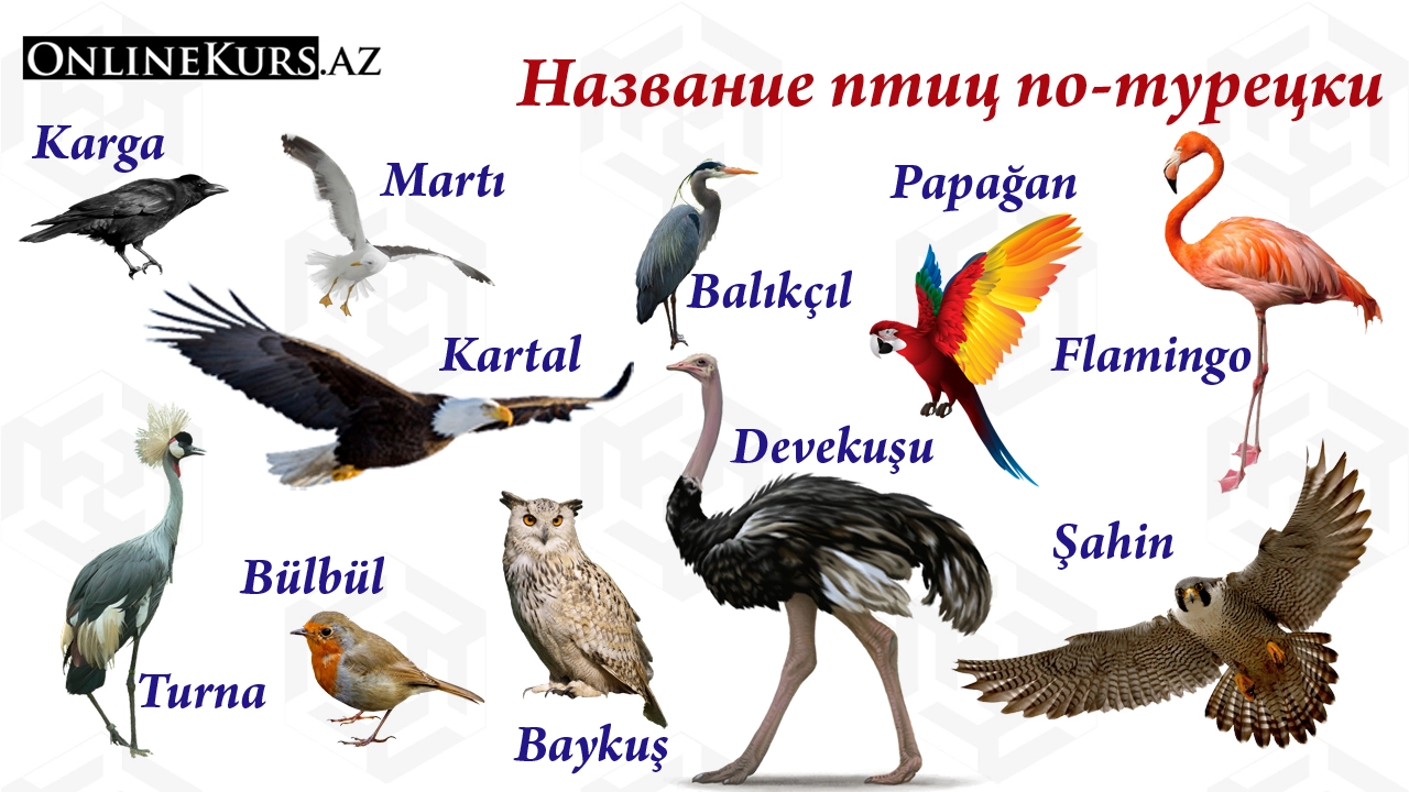 Имена птиц по-турецки