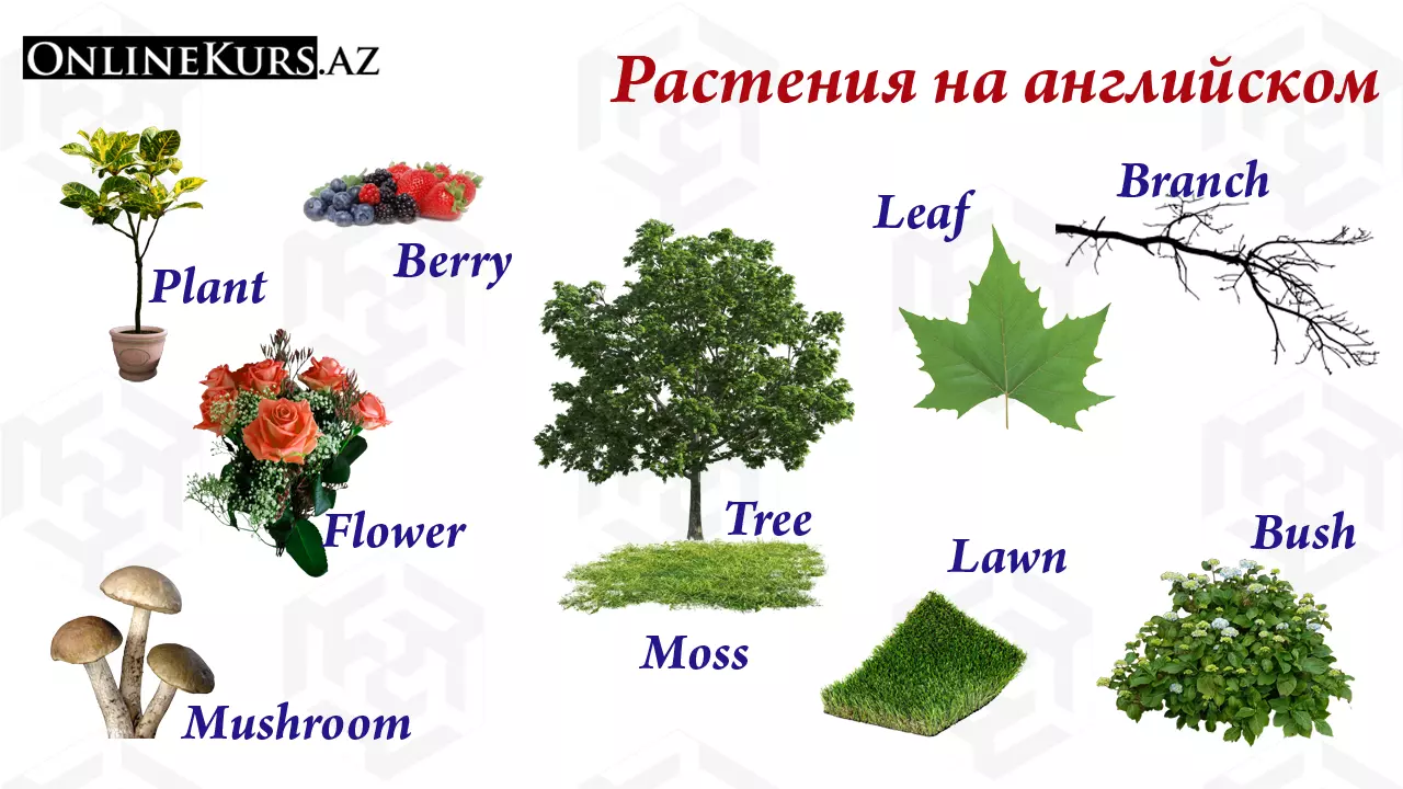 Названия растений на английском языке
