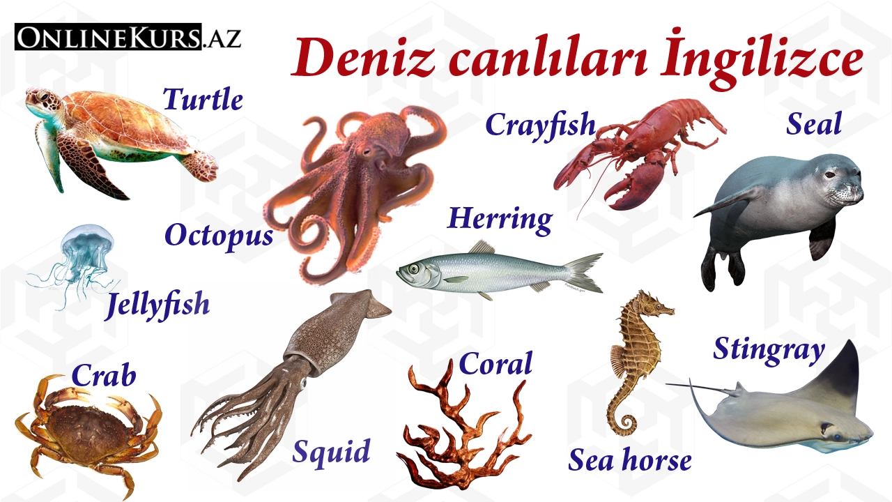 Deniz canlıları İngilizce