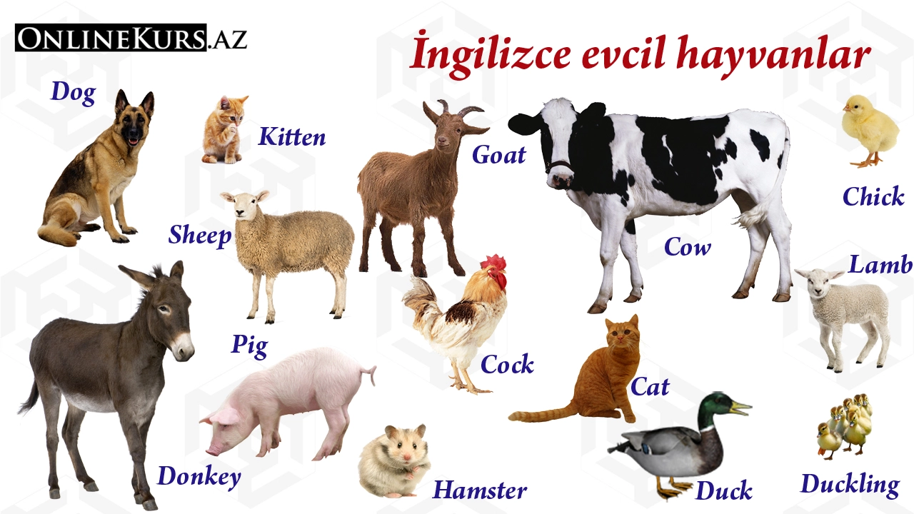 İngilizce evcil hayvan isimleri