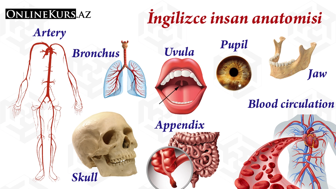 İngilizce insan anatomisi