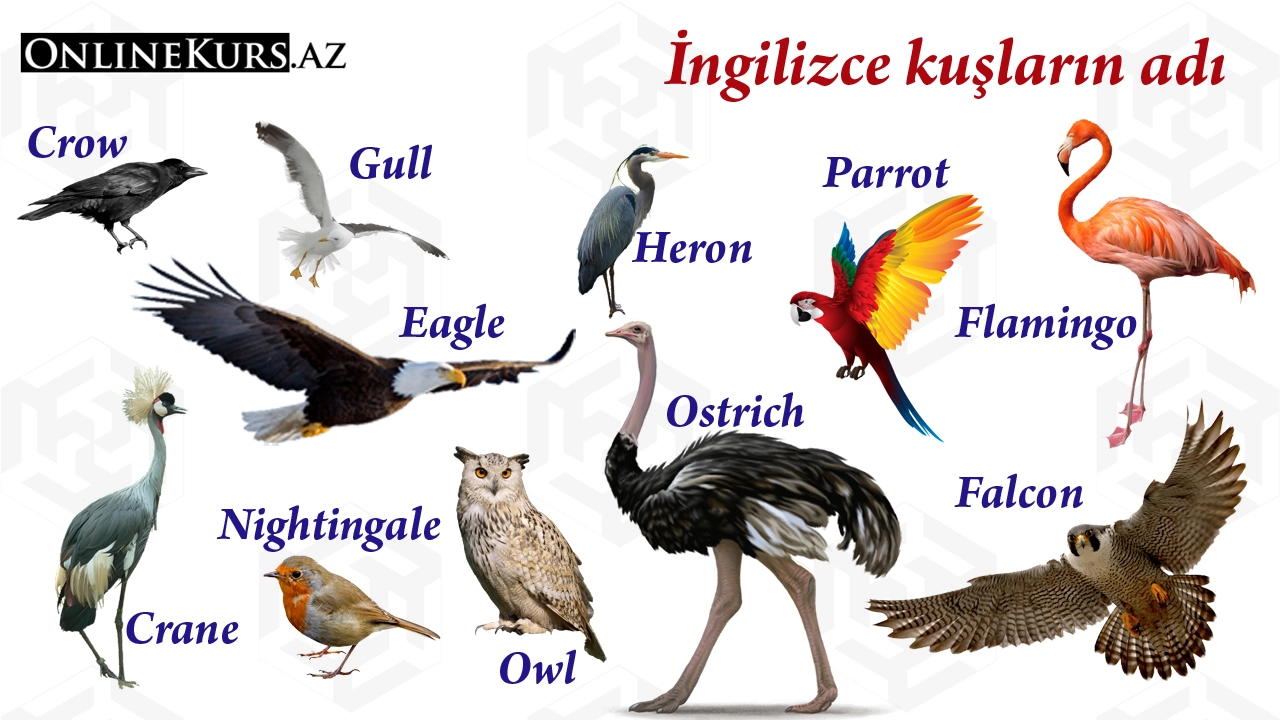 İngilizce kuşların adı