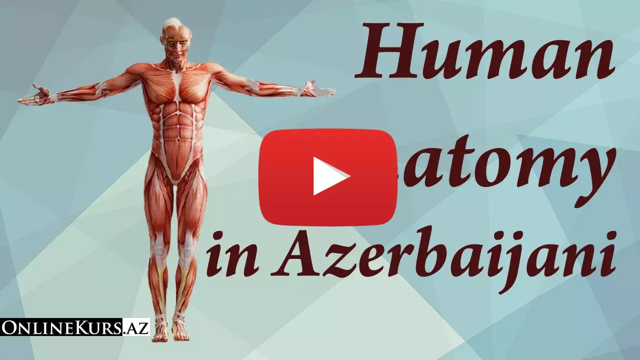 Human anatomy in Azerbaijani