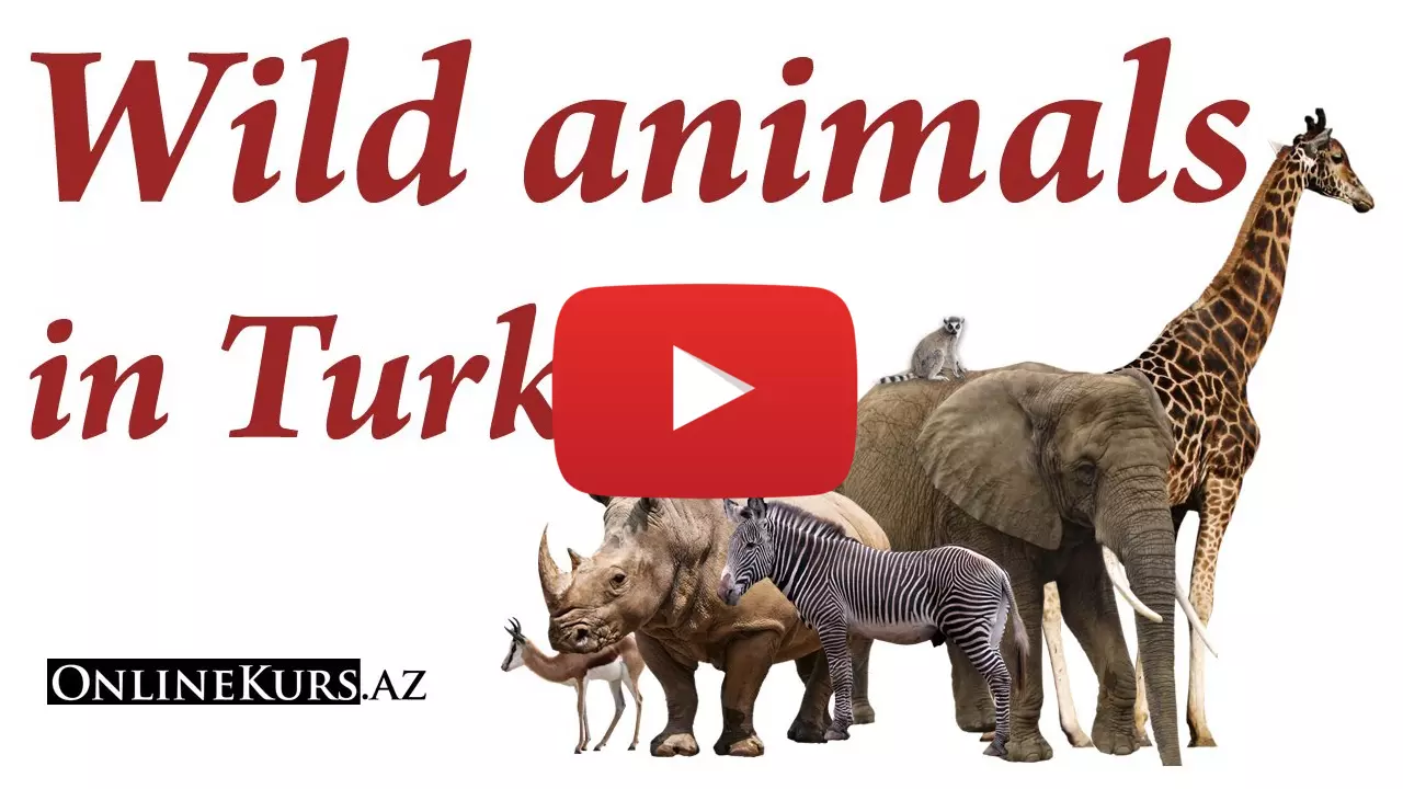 Animals in Turkish