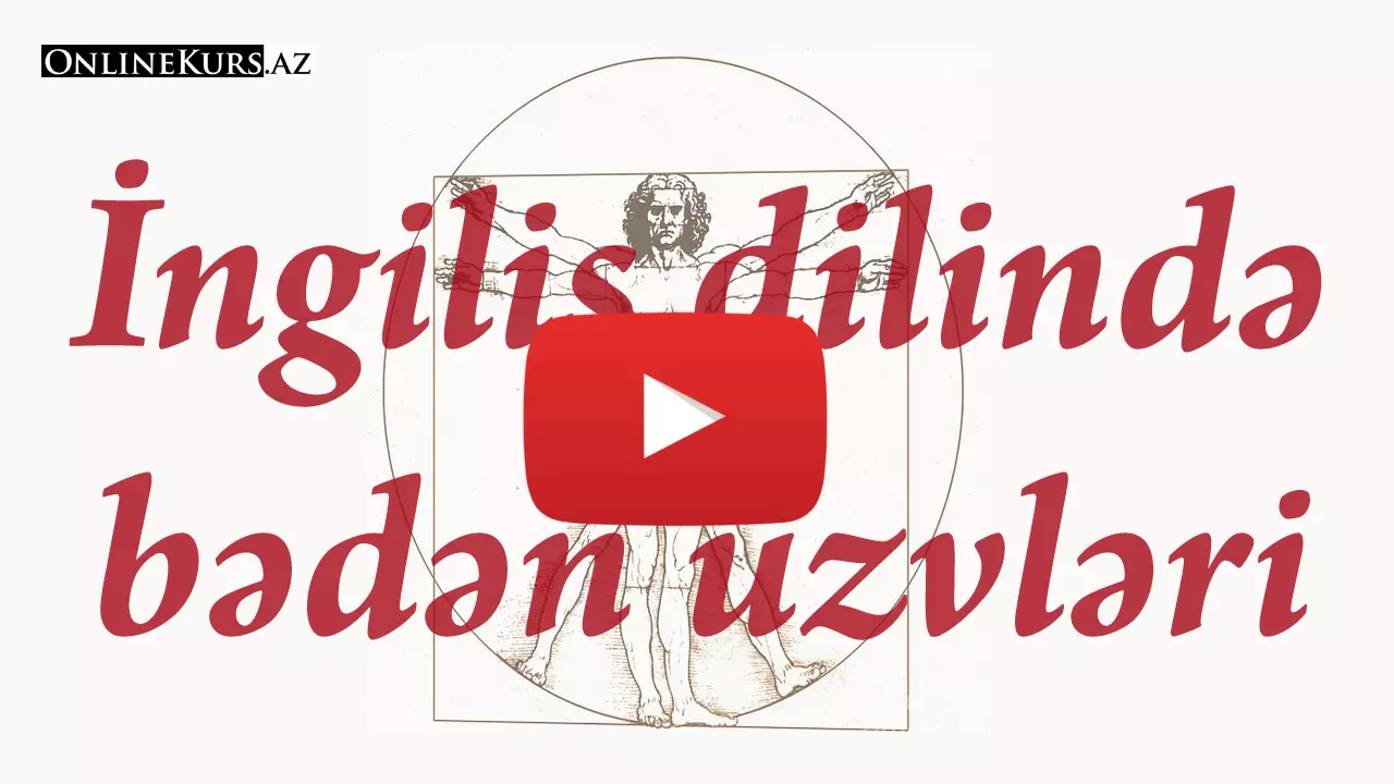 İnsan bədəni üzvlərinin ingilis dilində tərcüməsi