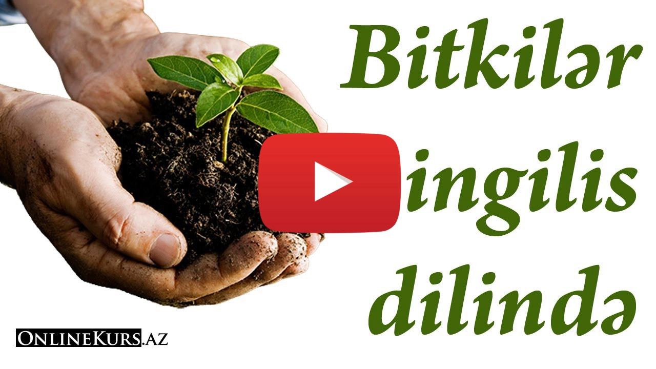 Bitkilər ingilis dilində