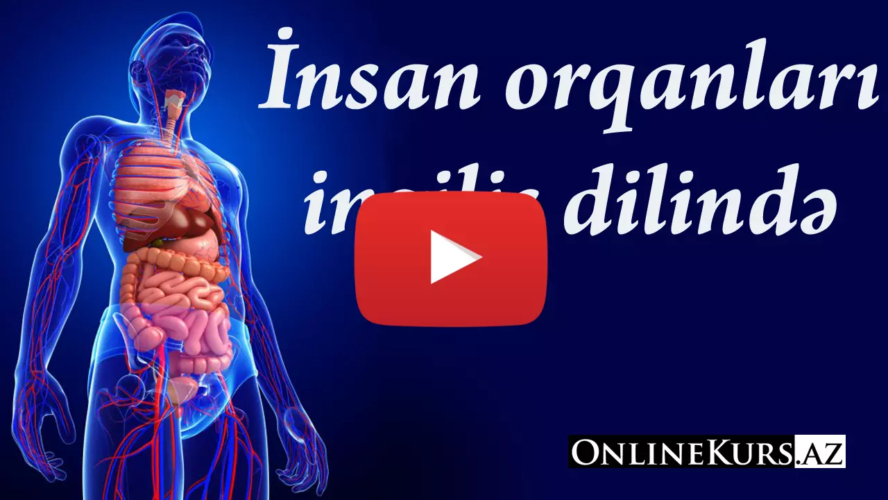 İnsanın daxili orqanlarının adları ingilis dilində