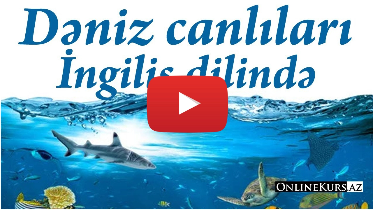 Dəniz heyvanları ingilis dilində