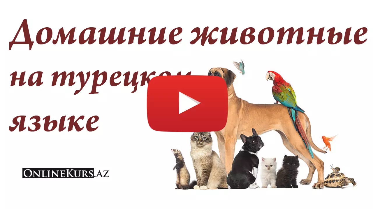 Домашние животные по-турецки