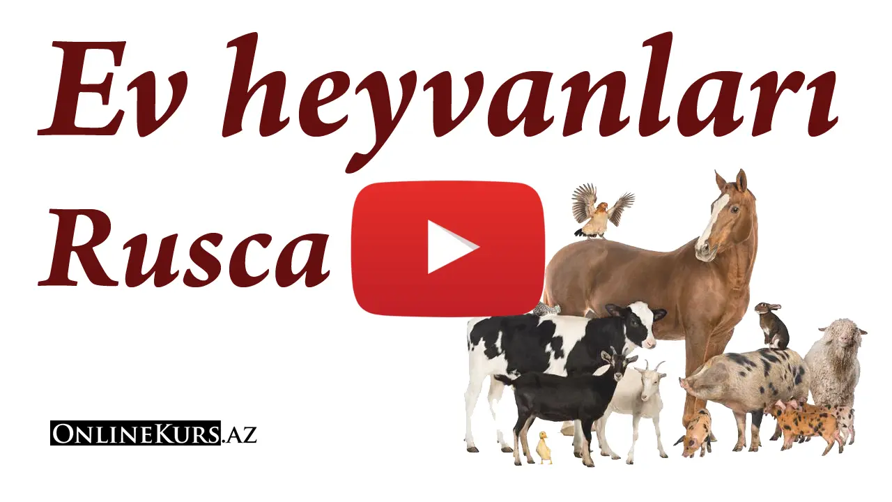 Ev heyvanları rusca