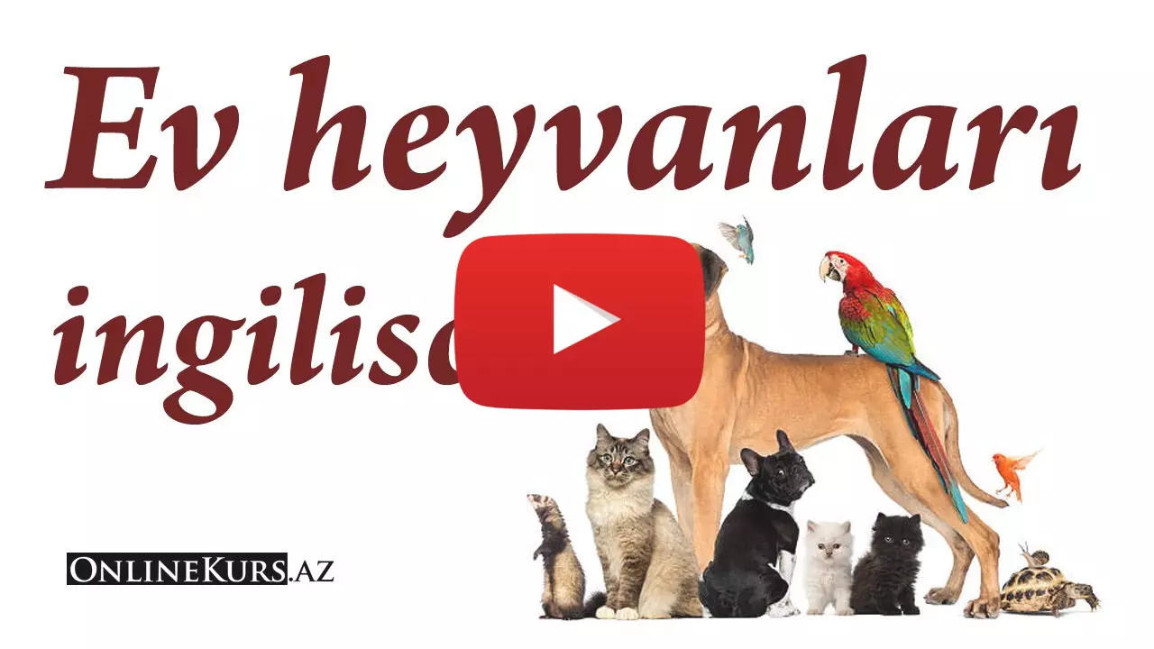 Ev heyvanları ingilis dilində