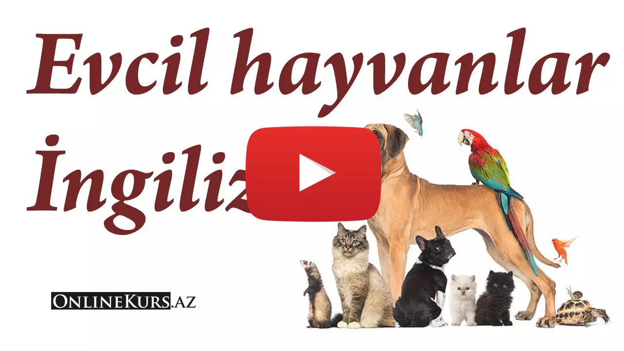 İngilizce evcil hayvan isimleri