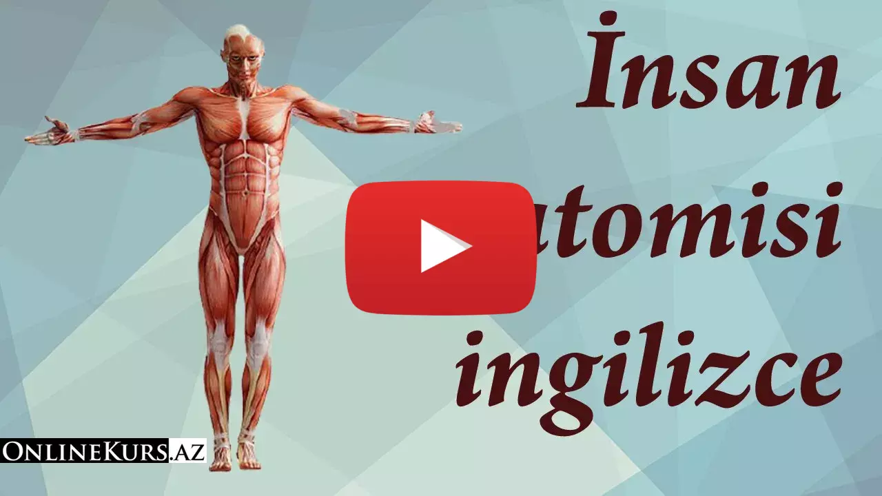 İngilizce insan anatomisi
