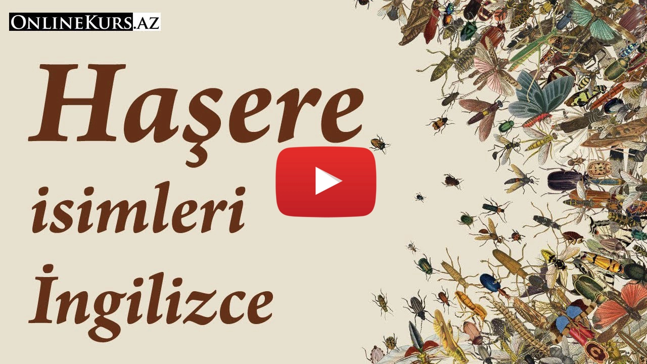 İngilizce böcekler