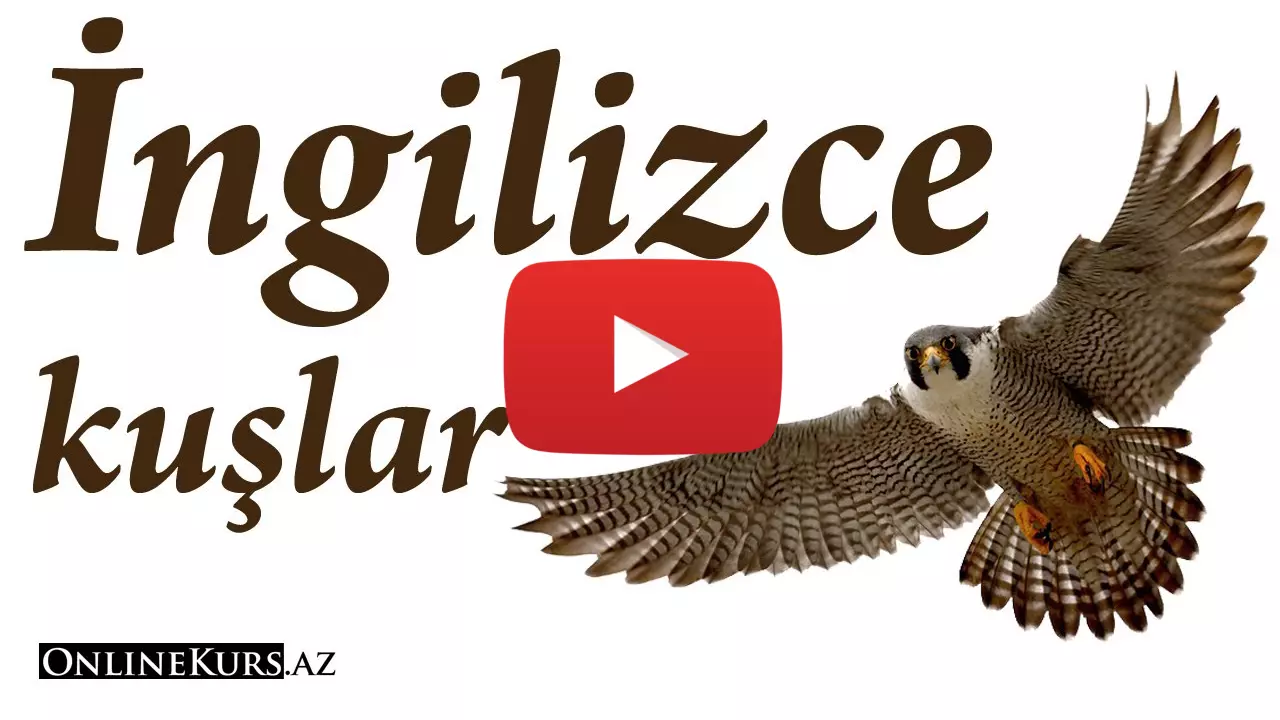 İngilizce kuş isimleri