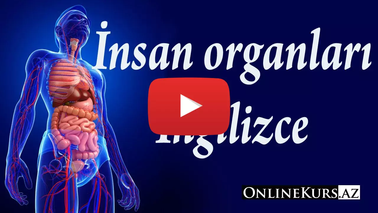 ingilizce iç organlar
