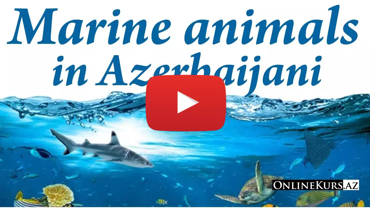 Sea animals in Azerbaijani