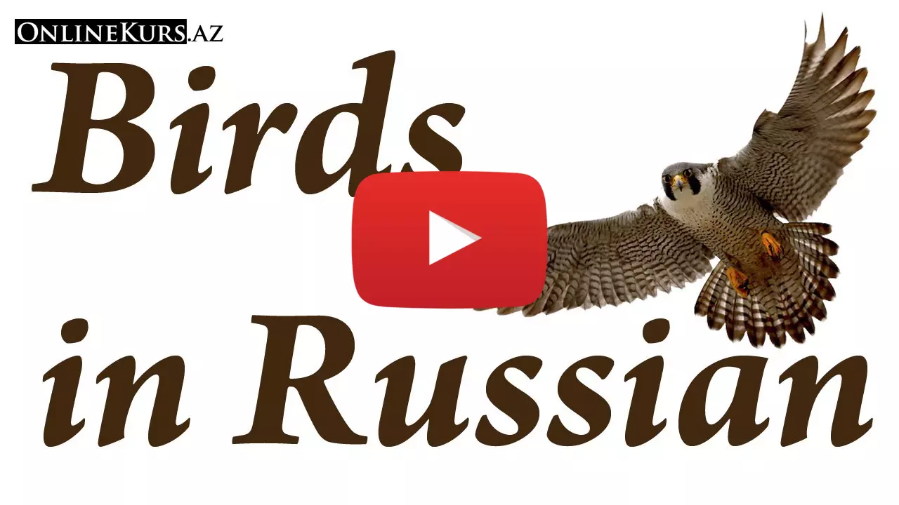 Names of birds in Russian